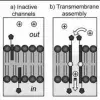 Palladium(II)-mediated assembly of biotinylated ion channels